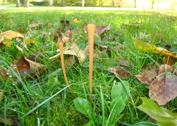 Stumpfe Röhrenkeule (Macrotyphula contorta) - © Bernard Wieser